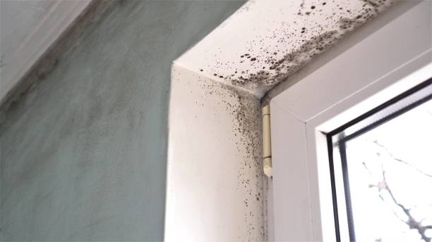 Best Black Mold Removal  in Green Park, MO