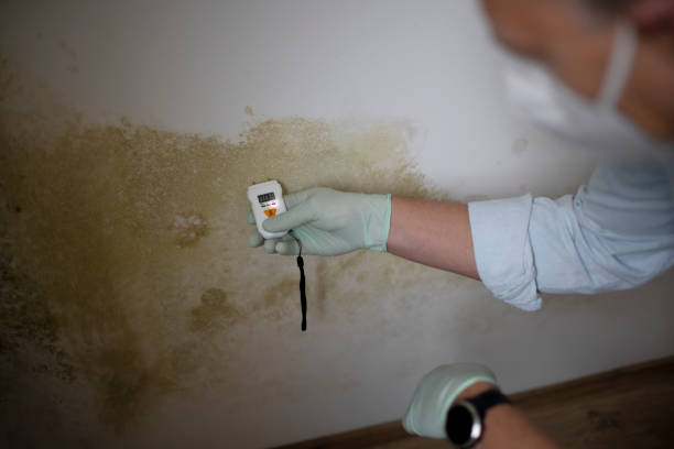 Best Professional Mold Removal  in Green Park, MO