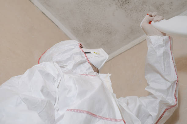 Office Mold Removal Services in Green Park, MO